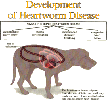 What are the signs of a dog bite infection?